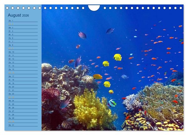 Produktbild: Momente im Blau - Ein Terminplaner f&uuml;r Unterwasser-Freunde (Wandkalender 2026 DIN A4 quer), CALVENDO Monatskalender