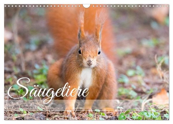 Säugetiere vor der Kamera (Wandkalender 2026 DIN A3 quer), CALVENDO Monatskalender