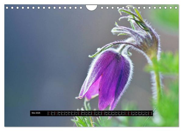 Produktbild: Bl&uuml;ten-Zauber am Wegesrand 2026 (Wandkalender 2026 DIN A4 quer), CALVENDO Monatskalender