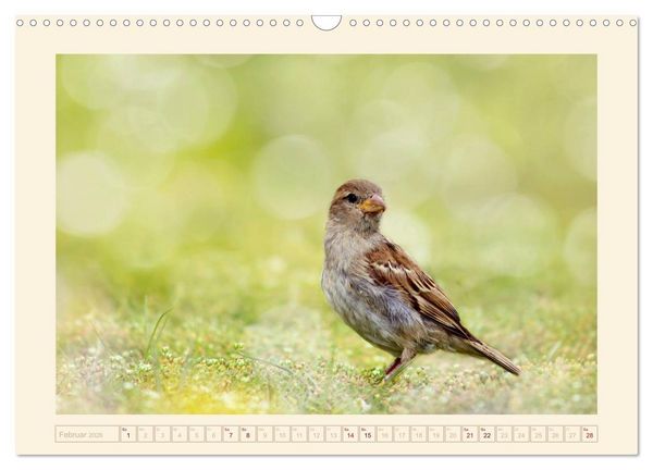 Produktbild: Freche Spatzen (Wandkalender 2026 DIN A3 quer), CALVENDO Monatskalender