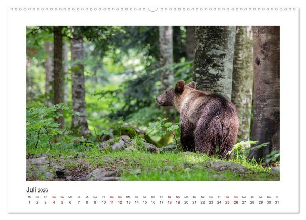 Produktbild: Slowenien - Wilde B&auml;ren und zauberhafte Natur (hochwertiger Premium Wandkalender 2026 DIN A2 quer), Kunstdruck in Hochglanz