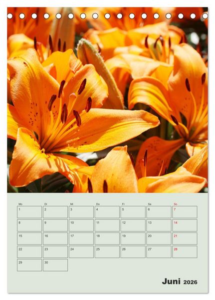 Produktbild: Lilien im Garten (Tischkalender 2026 DIN A5 hoch), CALVENDO Monatskalender