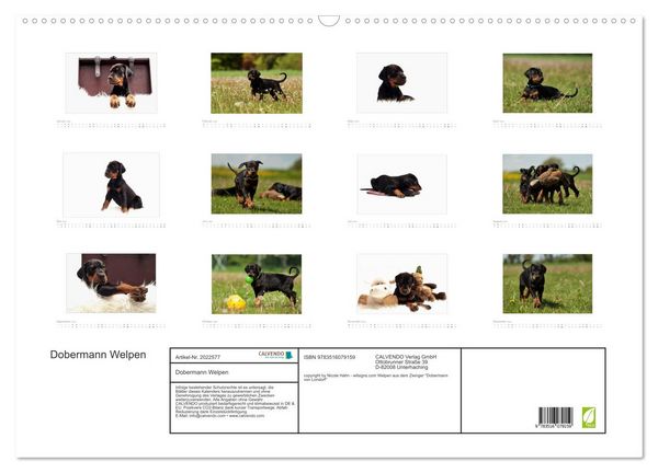 Produktbild: Dobermann Welpen (Wandkalender 2026 DIN A2 quer), CALVENDO Monatskalender