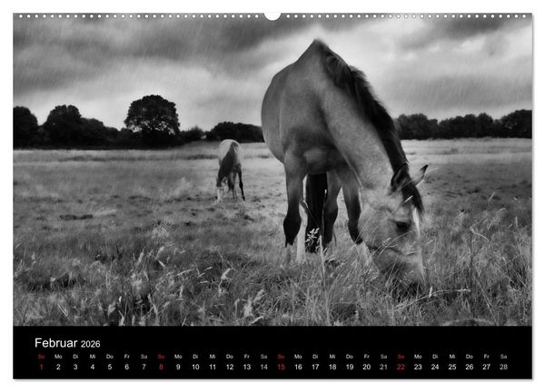 Produktbild: Pferde 2026 Wild Thing (Wandkalender 2026 DIN A2 quer), CALVENDO Monatskalender
