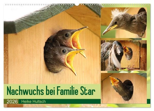 Produktbild: Nachwuchs bei Familie Star (Wandkalender 2026 DIN A2 quer), CALVENDO Monatskalender
