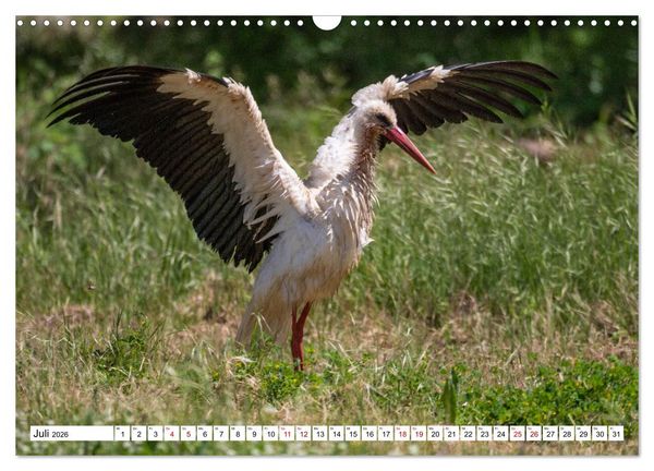 Produktbild: Vogelparadies Volvi-See (Wandkalender 2026 DIN A3 quer), CALVENDO Monatskalender