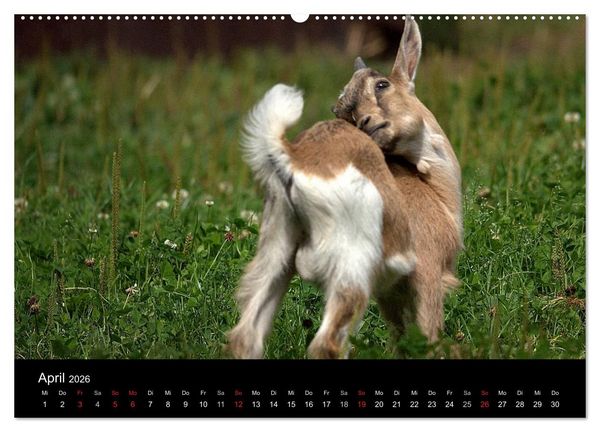 Produktbild: Zwergziegen (hochwertiger Premium Wandkalender 2026 DIN A2 quer), Kunstdruck in Hochglanz