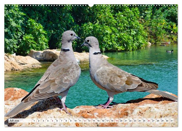 Produktbild: Wer gurrt denn da? (Wandkalender 2026 DIN A2 quer), CALVENDO Monatskalender