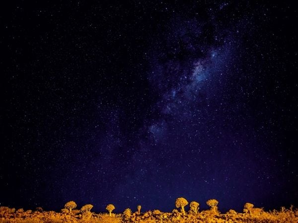 Produktbild: CALVENDO Puzzle K&ouml;cherbaumwald bei Nacht | 1000 Teile Lege-Gr&ouml;&szlig;e 64x48cm Foto-Puzzle f&uuml;r gl&uuml;ckliche Stunden