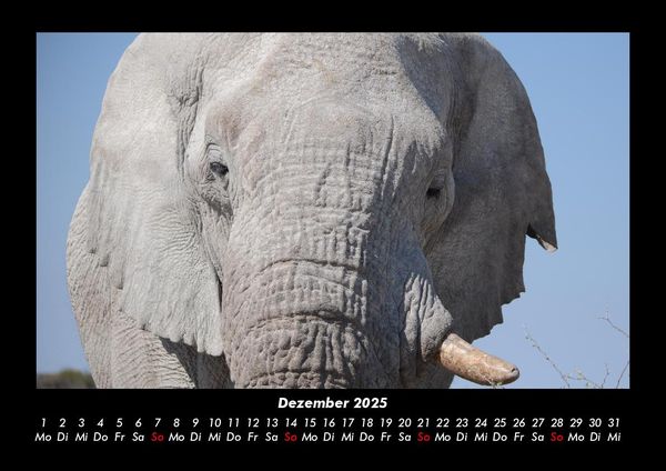 Produktbild: Elefanten 2025 Fotokalender DIN A3