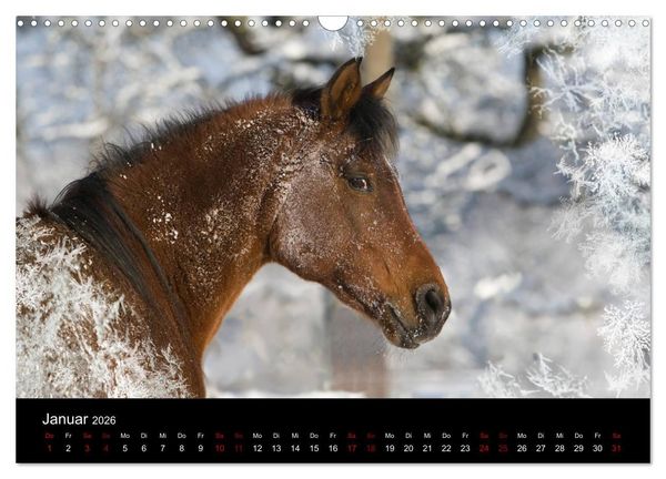 Produktbild: Vollblutaraber - Sch&ouml;nheit und Adel (Wandkalender 2026 DIN A3 quer), CALVENDO Monatskalender