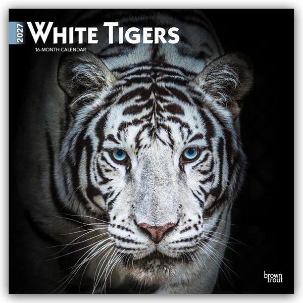 Produktbild: White Tigers &ndash; Wei&szlig;e Tiger 2027 &ndash; 16-Monatskalender