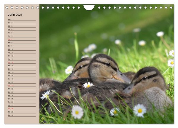 Produktbild: G&auml;nse und Enten. Schnattern, watscheln, quaken! (Wandkalender 2026 DIN A4 quer), CALVENDO Monatskalender