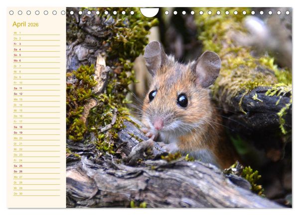 Produktbild: Gr&uuml;sse von der Maus! (Wandkalender 2026 DIN A4 quer), CALVENDO Monatskalender