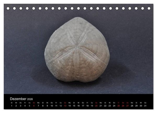 Produktbild: Fossilien - Zeugen der Urzeit (Tischkalender 2026 DIN A5 quer), CALVENDO Monatskalender