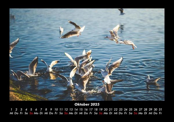 Produktbild: M&ouml;wen 2025 Fotokalender DIN A3