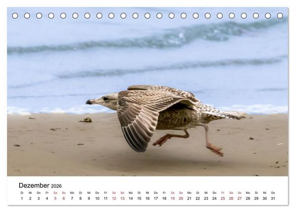 Produktbild: Wasserv&ouml;gel der Ostsee - Impressionen aus der L&uuml;becker Bucht (Tischkalender 2026 DIN A5 quer), CALVENDO Monatskalender