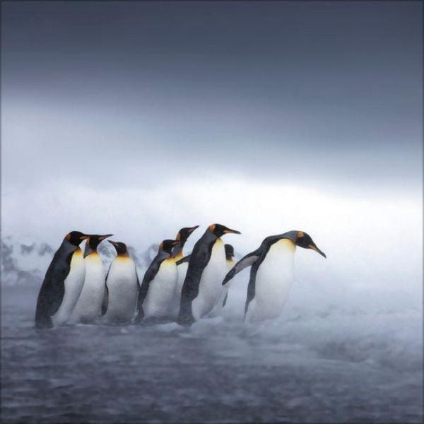 Produktbild: Pinguine 2027