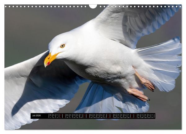 Produktbild: V&ouml;gel auf Island (Wandkalender 2026 DIN A3 quer), CALVENDO Monatskalender