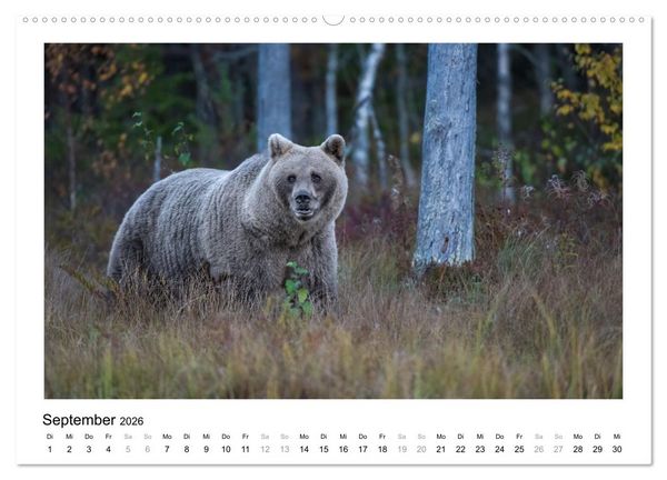 Produktbild: Fauna arctica (Wandkalender 2026 DIN A2 quer), CALVENDO Monatskalender