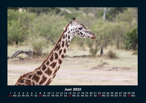 Produktbild: Giraffen 2025 Fotokalender DIN A4