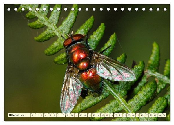 Produktbild: Farbenpracht der Insekten (Tischkalender 2026 DIN A5 quer), CALVENDO Monatskalender