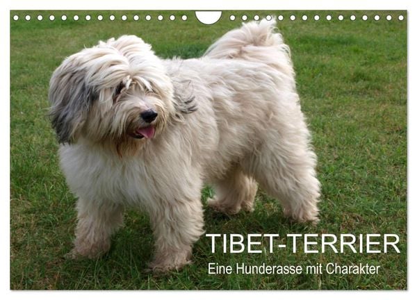 Produktbild: Tibet-Terrier - Eine Hunderasse mit Charakter (Wandkalender 2026 DIN A4 quer), CALVENDO Monatskalender