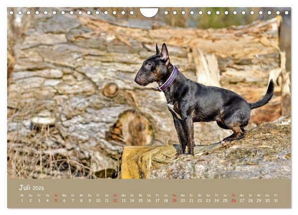 Produktbild: Einmal Bullterrier - immer Bullterrier (Wandkalender 2026 DIN A4 quer), CALVENDO Monatskalender