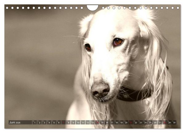 Produktbild: Windhunde eye-catcher (Wandkalender 2026 DIN A4 quer), CALVENDO Monatskalender