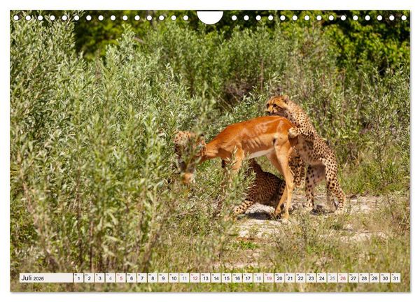 Produktbild: Afrikas wilde Katzen (Wandkalender 2026 DIN A4 quer), CALVENDO Monatskalender