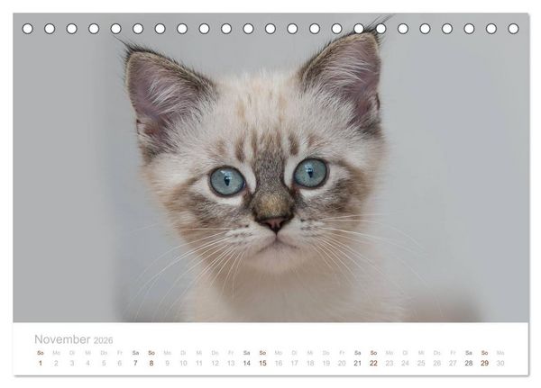 Produktbild: Katzenbabys beobachtet (Tischkalender 2026 DIN A5 quer), CALVENDO Monatskalender