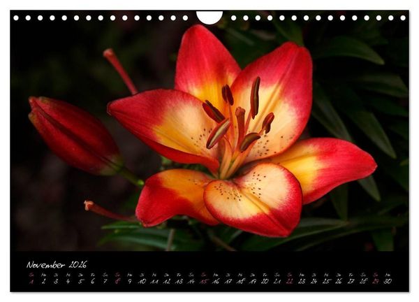 Produktbild: Soul-Jazz - Visuelle Musik der Blumen (Wandkalender 2026 DIN A4 quer), CALVENDO Monatskalender