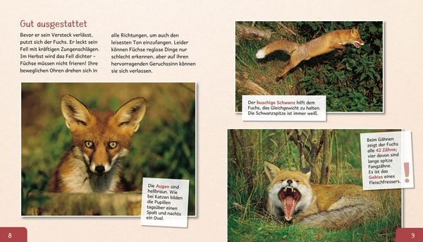 Produktbild: Meine große Tierbibliothek: Der Fuchs