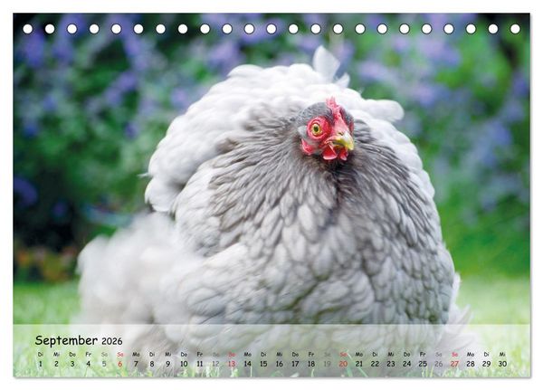 Produktbild: H&uuml;hner im Garten (Tischkalender 2026 DIN A5 quer), CALVENDO Monatskalender