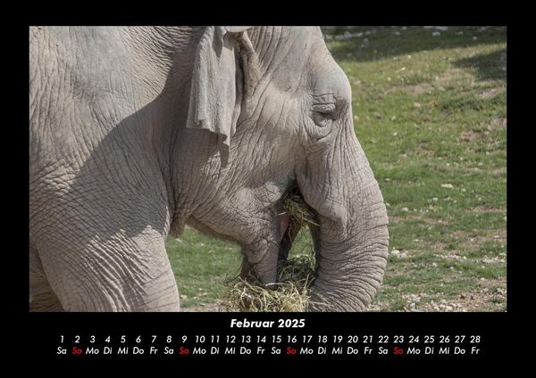 Produktbild: Der Elefantenkalender 2025 Fotokalender DIN A3