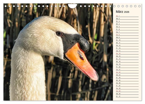 Produktbild: Schwanenzauber (Wandkalender 2026 DIN A4 quer), CALVENDO Monatskalender