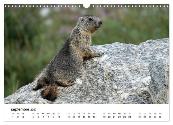 Produktbild: Le monde des marmottes en Haute Maurienne (Calendrier mural 2027 DIN A3 vertical), CALVENDO calendrier mensuel