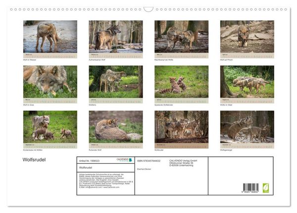 Produktbild: Wolfsrudel (Wandkalender 2026 DIN A2 quer), CALVENDO Monatskalender