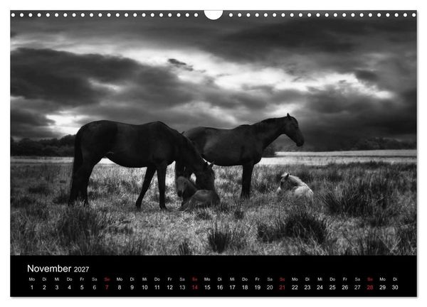 Produktbild: Pferde 2027 Wild Thing (Wandkalender 2027 DIN A3 quer), CALVENDO Monatskalender