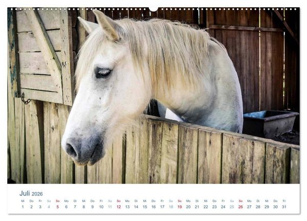 Produktbild: Tierisches Leben auf dem Bauernhof 2026 (Wandkalender 2026 DIN A2 quer), CALVENDO Monatskalender