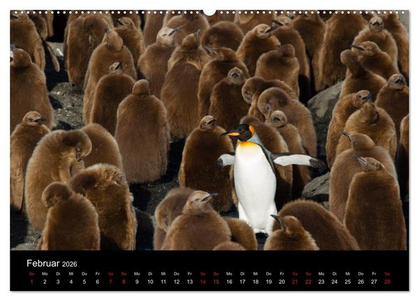Produktbild: Pinguine - sympathische Fracktr&auml;ger im eisigen S&uuml;den (Wandkalender 2026 DIN A2 quer), CALVENDO Monatskalender