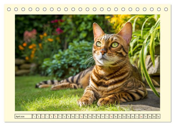 Produktbild: Toyger Katzen. Der exotische Mini-Tiger im Garten (Tischkalender 2026 DIN A5 quer), CALVENDO Monatskalender