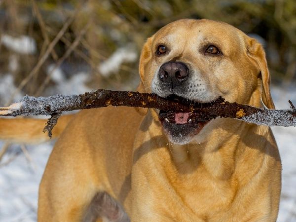 Produktbild: CALVENDO Puzzle Ein Motiv aus dem Kalender Labrador Retriever - ein Herz auf 4 Pfoten | 1000 Teile Lege-Gr&ouml;&szlig;e 64x48cm Foto-Puzzle f&uuml;r gl&uuml;ckliche Stunden