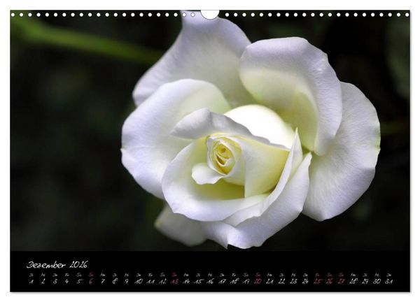 Produktbild: Rosen Romanze - Visuelle Musik (Wandkalender 2026 DIN A3 quer), CALVENDO Monatskalender