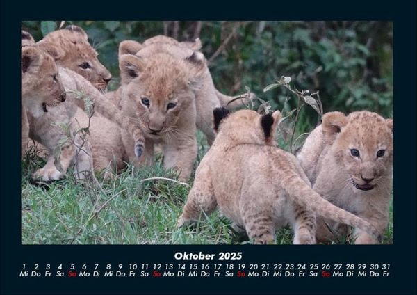 Produktbild: Der Tierkalender 2025 Fotokalender DIN A4