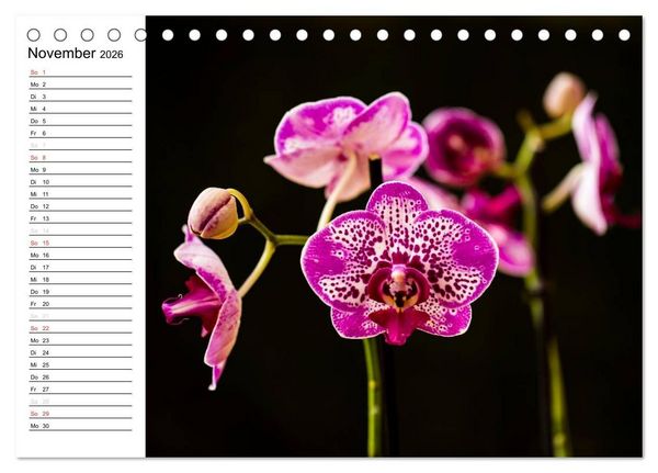 Produktbild: Bl&uuml;tenzauber Orchideen (Tischkalender 2026 DIN A5 quer), CALVENDO Monatskalender