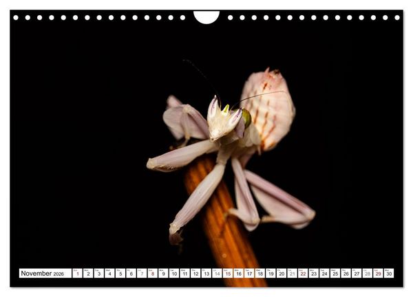 Produktbild: Queens of the Insect World (Wall Calendar 2026 DIN A4 landscape), CALVENDO 12 Month Wall Calendar
