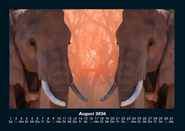 Produktbild: Elefanten - Die sanften Riesen Afrikas 2026 Fotokalender DIN A4