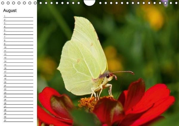 Produktbild: Heimische Schmetterlinge / Geburtstagskalender (Wandkalender immerw&auml;hrend DIN A4 quer)