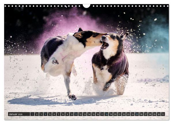 Produktbild: Smooth Collies (Wandkalender 2026 DIN A3 quer), CALVENDO Monatskalender